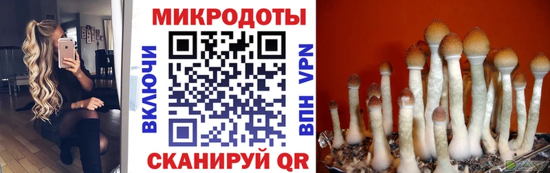 Псилоцибиновые грибы мицелий  Купить  Кисловодск 
